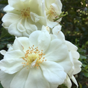 fatalwonderland avatar