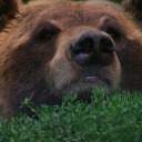 fatassiceboss avatar