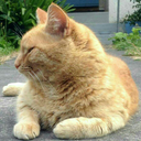 fatcatsarecats avatar