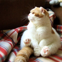 fatcatsdaily avatar