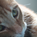 fatcatstoagy-blog avatar