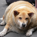 fatdogblog avatar