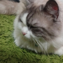 fatemamouhamd avatar