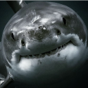 father-of-sharks avatar