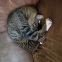 father-radical avatar