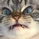 fatherofbagel avatar