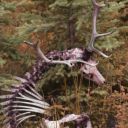 fatigue-dot-png-blog avatar