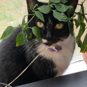 fatiguefatiguefatigue avatar