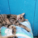 fatima-ezzahra avatar