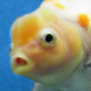 fatlittlefish avatar