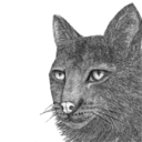 fatmoggy-blog avatar