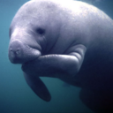 fatpositivemanatee-blog avatar