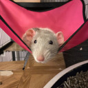 fattyratties avatar