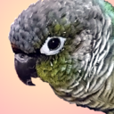 favoritebirds avatar