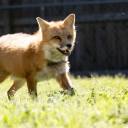 favourablefox avatar