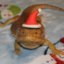 fawkes-beardie avatar