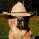 fawkeslittlefarm12 avatar