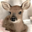 fawnl1ght avatar