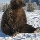 fawnofthefeywild avatar