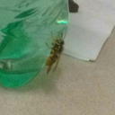 faygo-cupcake avatar