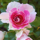 fckpplndlvthfndm avatar