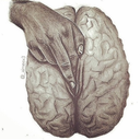 fckthefive-oh avatar