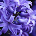 fckyeahhyacinths avatar