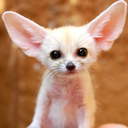 fckyeahitslauren avatar