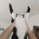 fckyrbdvbsbrh avatar