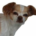 fear-my-kittens avatar