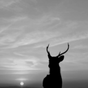 fear-of-a-blank-planet avatar