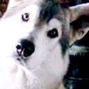 fearcutsdeeper avatar