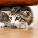 fearfulkittenwrites avatar