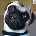 fearless-pug avatar