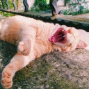 fearofsunrise avatar