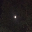 feathered-menace avatar