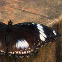 featheredchicken avatar