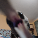 featheredfiendscentral avatar