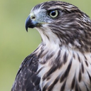 featheriest-fiend-friend avatar