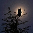 feathersamongthestars avatar