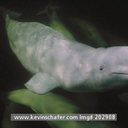 feathersanddust avatar