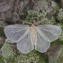 feathersbreath avatar