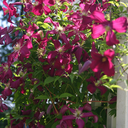 feathersfurandflowers avatar