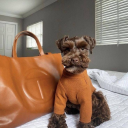 federicogatti avatar