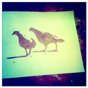 feedingbirdsboutique avatar