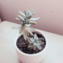 feelingallthevibes avatar