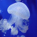 feelingkindajelly-fish avatar