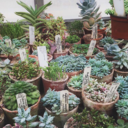 feels-like-dreaming avatar