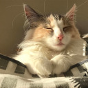 feelslikedestiny avatar