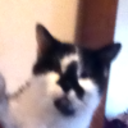 felicitatious avatar